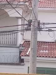 Eumomota superciliosa