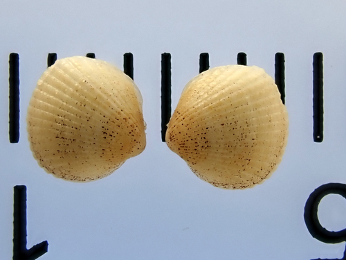 Parvicardium scabrum