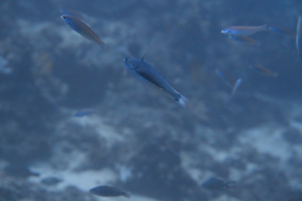 Redspot wrasse (Pseudocoris yamashiroi) — Labridae