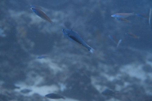 Redspot wrasse (Pseudocoris yamashiroi) — Labridae