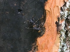 Piesocorynus plagifer