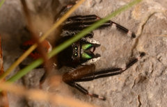 Phidippus clarus