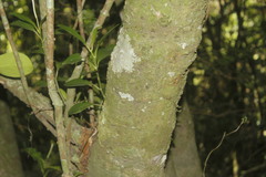 Clusia guatemalensis