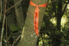 Clusia guatemalensis