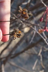 Hibiscus grandidieri