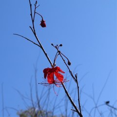 Hibiscus grandidieri