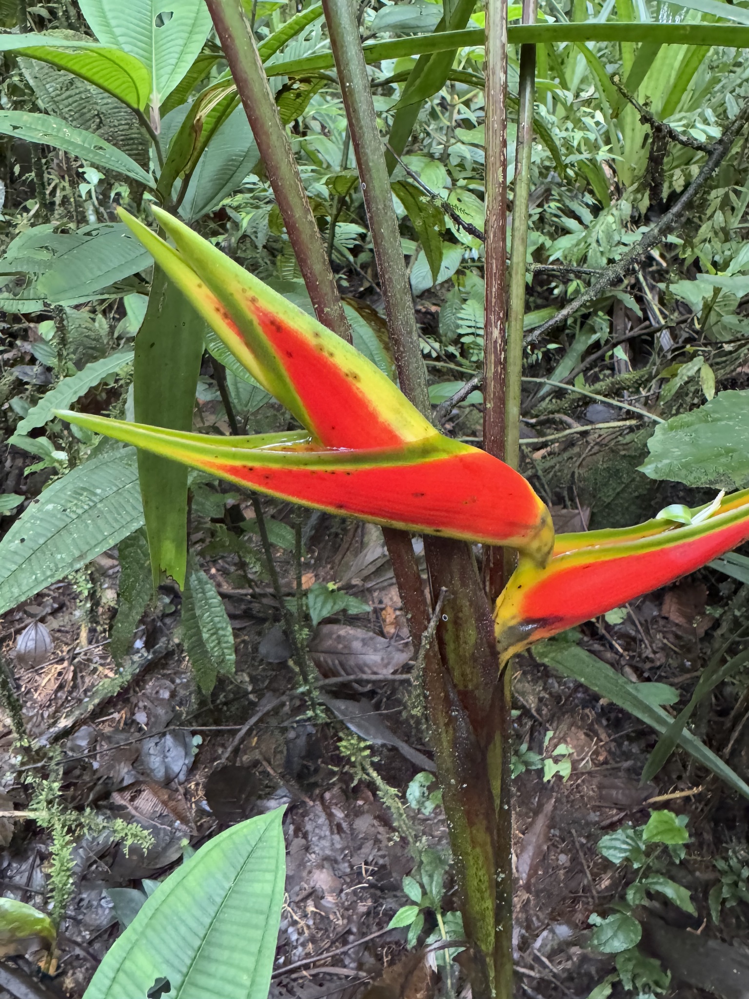 Imagem de Bananeira-de-jardim
