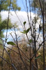 Hibiscus grandidieri
