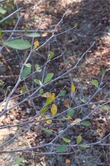 Hibiscus grandidieri