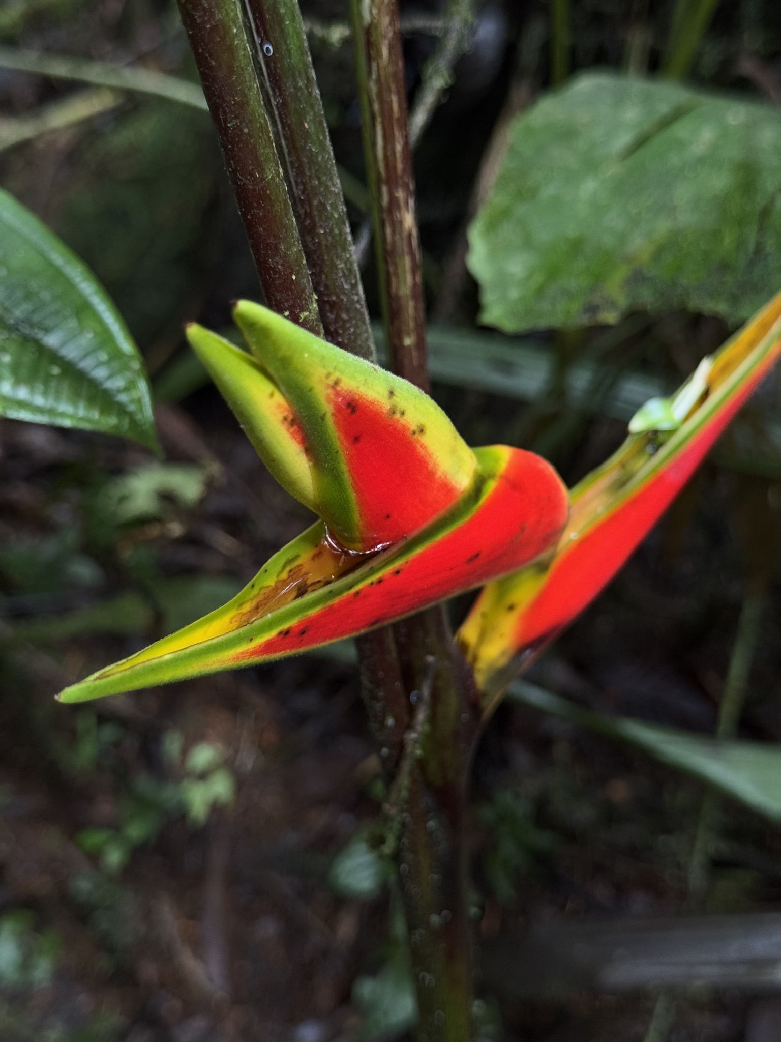 Imagem de Bananeira-de-jardim