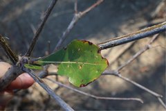 Hibiscus grandidieri