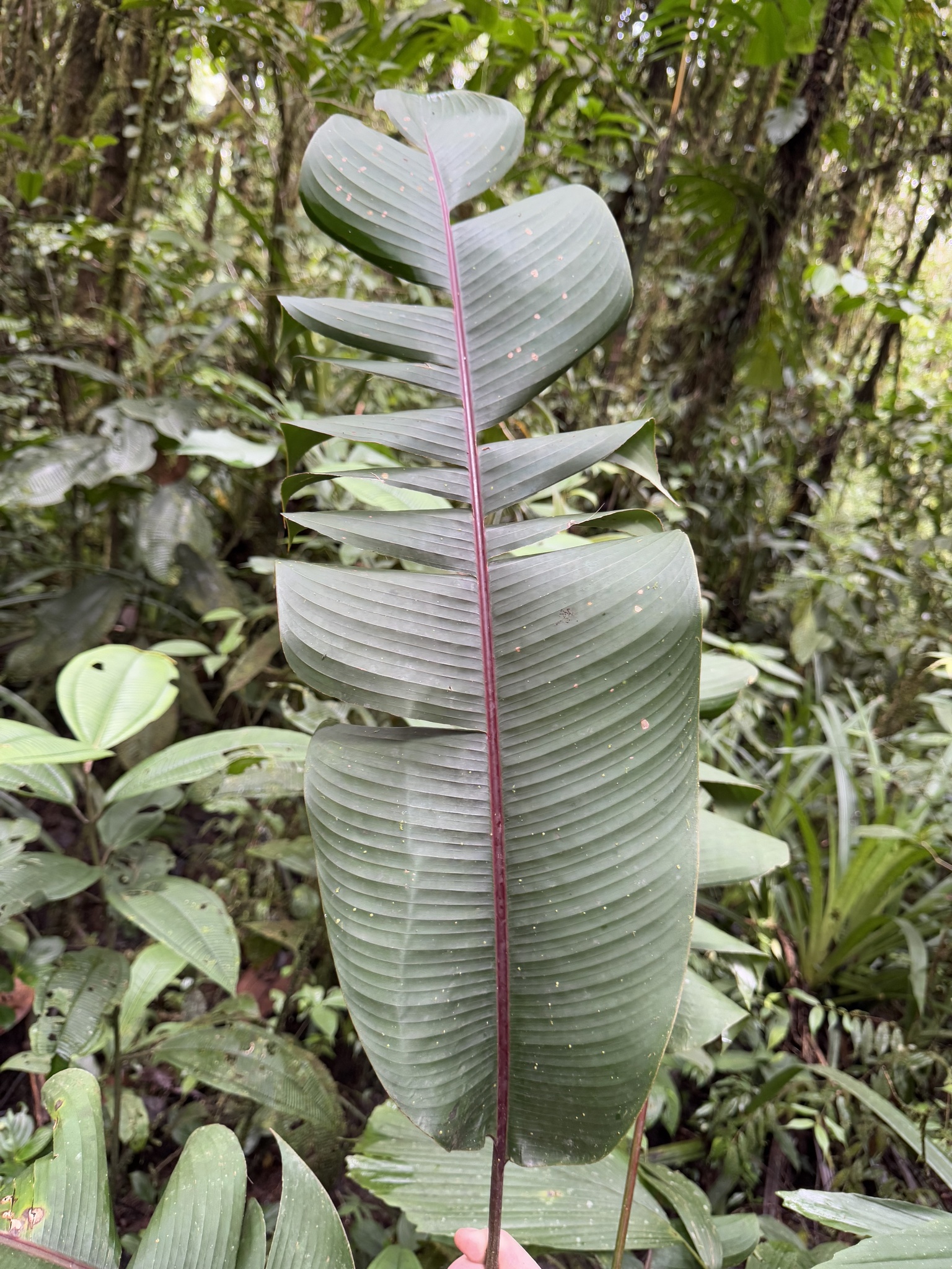Imagem de Bananeira-de-jardim