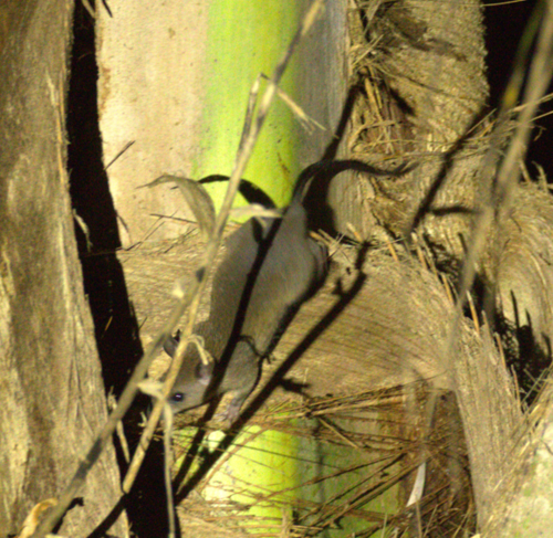 Mentawai rat