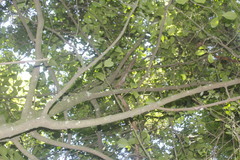 Clusia guatemalensis