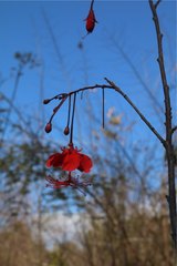 Hibiscus grandidieri