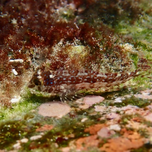Zaca blenny (Malacoctenus zacae) — Labrisomidae — 4
