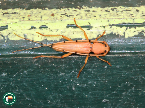 Neoeme annulicornis