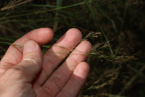 Image of Austrostipa ramosissima by (c) Greg Tasney, some rights reserved (CC BY-SA)