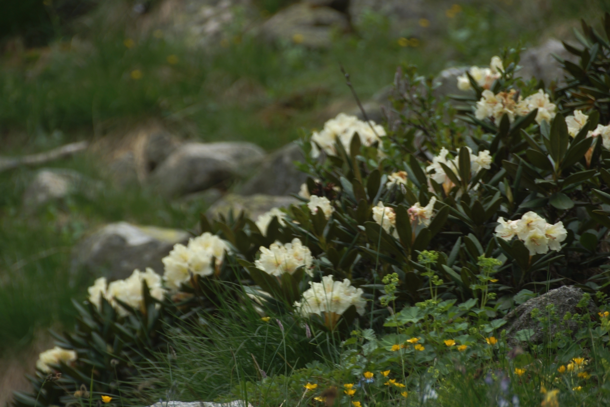 Georgian Snow Rose (Rhododendron caucasicum)  iNaturalist