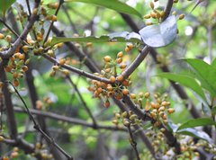 Macrosolen cochinchinensis