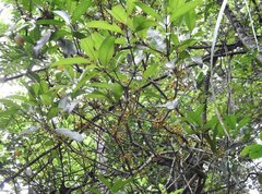 Macrosolen cochinchinensis