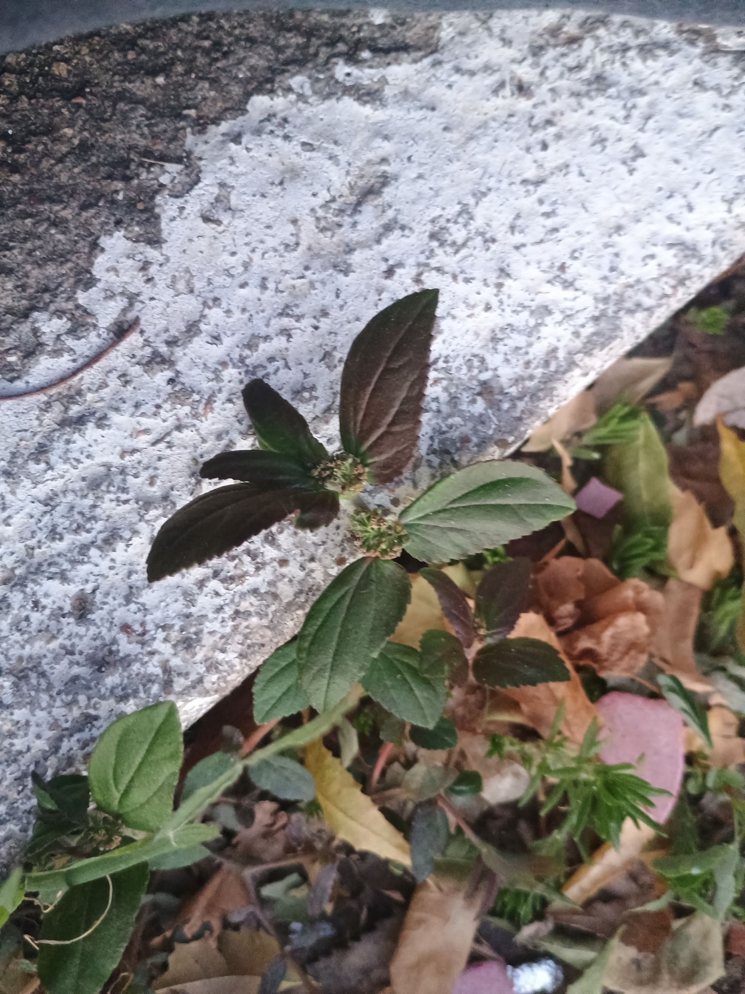 Euphorbia hirta