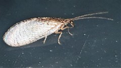 Micromus tasmaniae