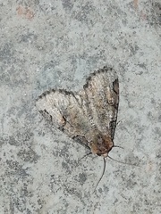 Stibaera
