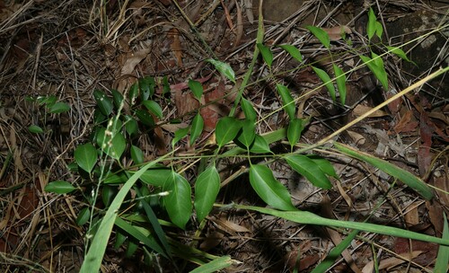 Image of Jasminum simplicifolium by (c) Greg Tasney, some rights reserved (CC BY-SA)