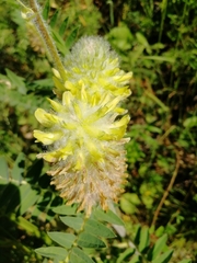 Astragalus alopecurus
