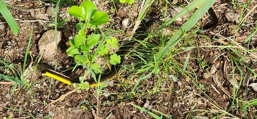 Common Tree Snake sighting