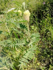 Astragalus alopecurus