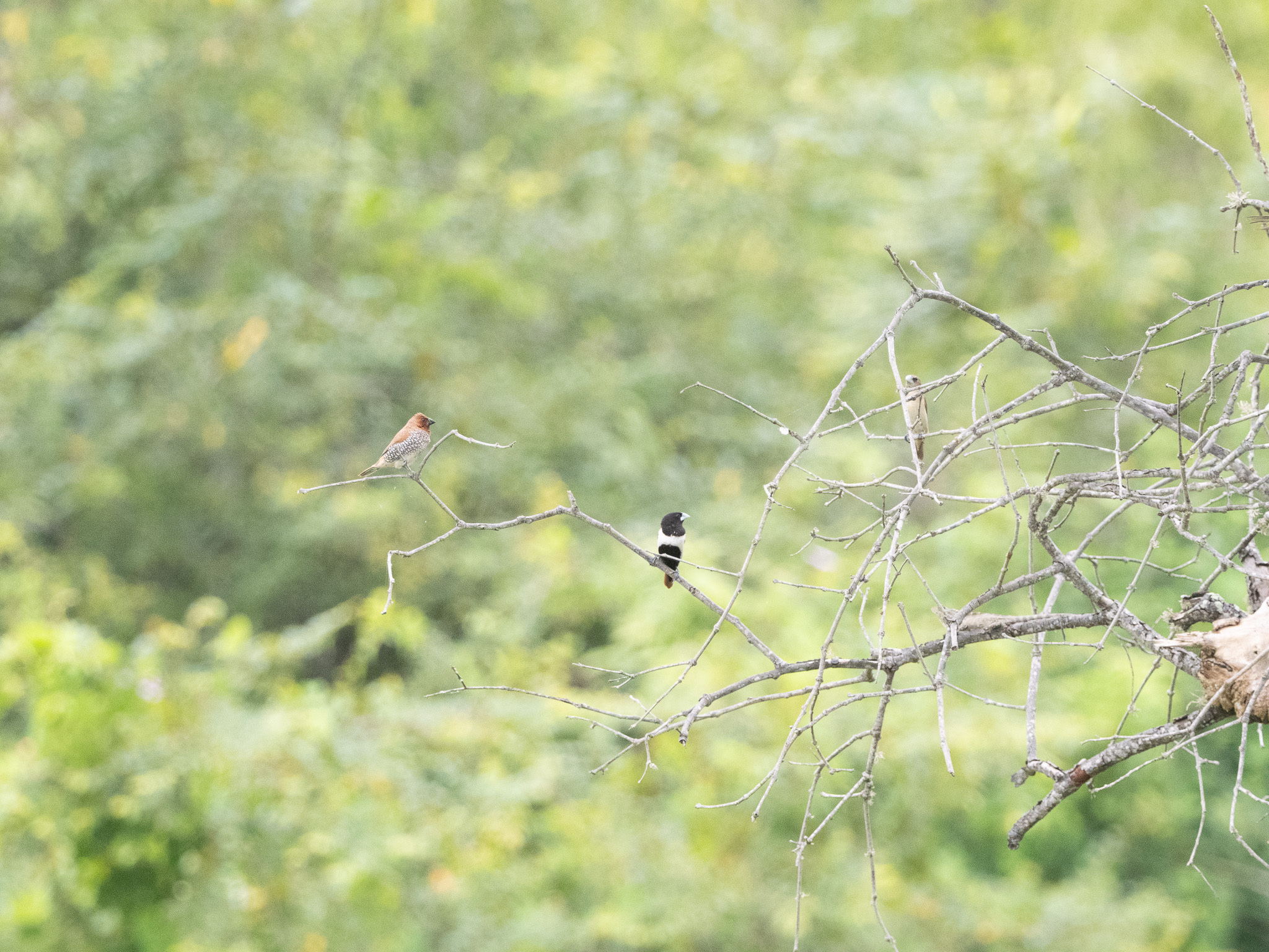 Tricolored Munia (Lonchura malacca), photo 5