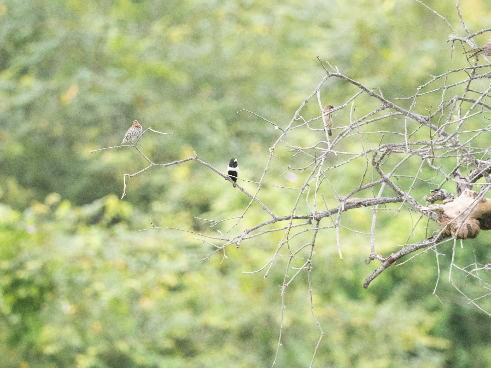 Tricolored Munia (Lonchura malacca), photo 6