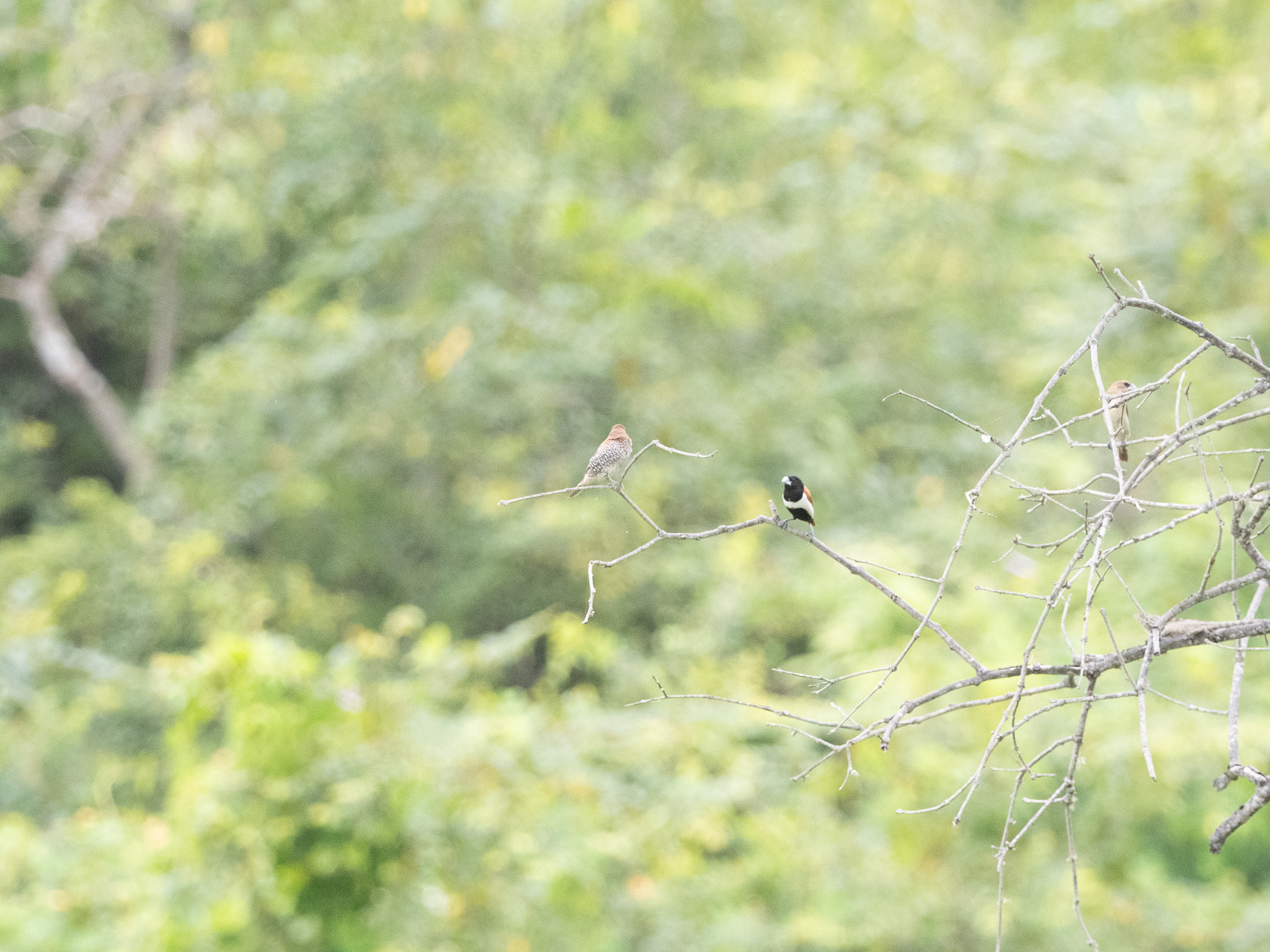Tricolored Munia (Lonchura malacca), photo 7