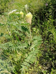 Astragalus alopecurus