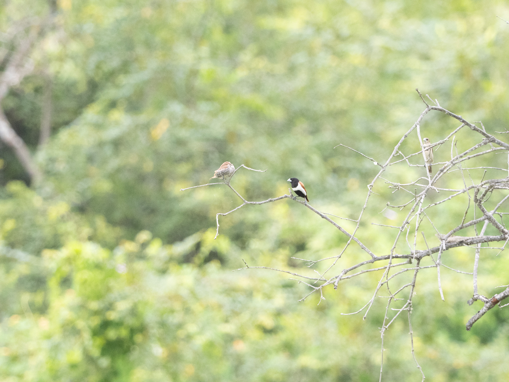 Tricolored Munia (Lonchura malacca), photo 8