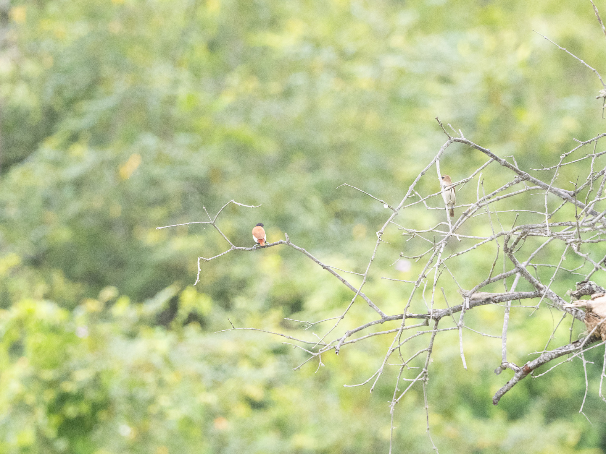 Tricolored Munia (Lonchura malacca), photo 9