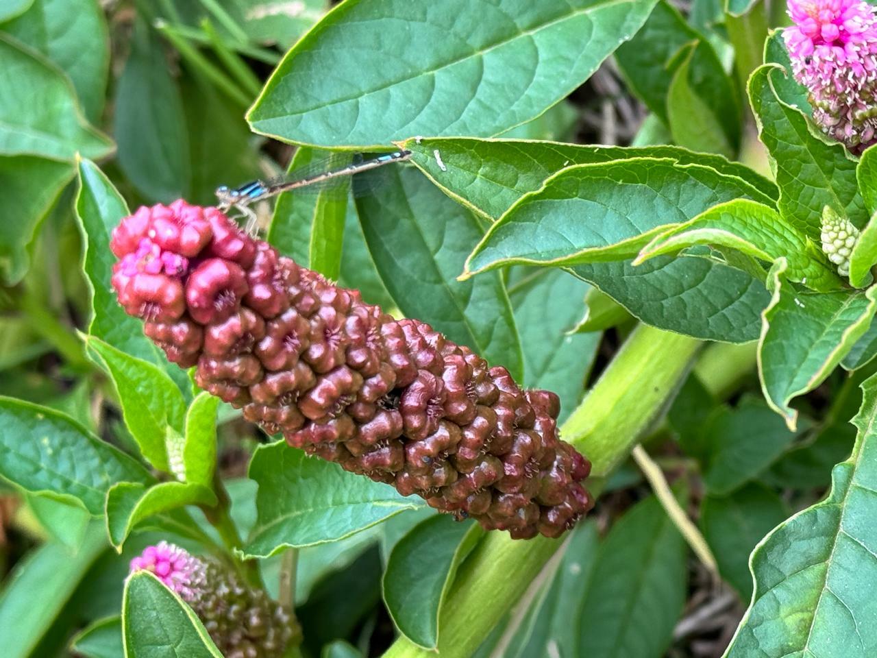 Imagem de Boldo-gambá