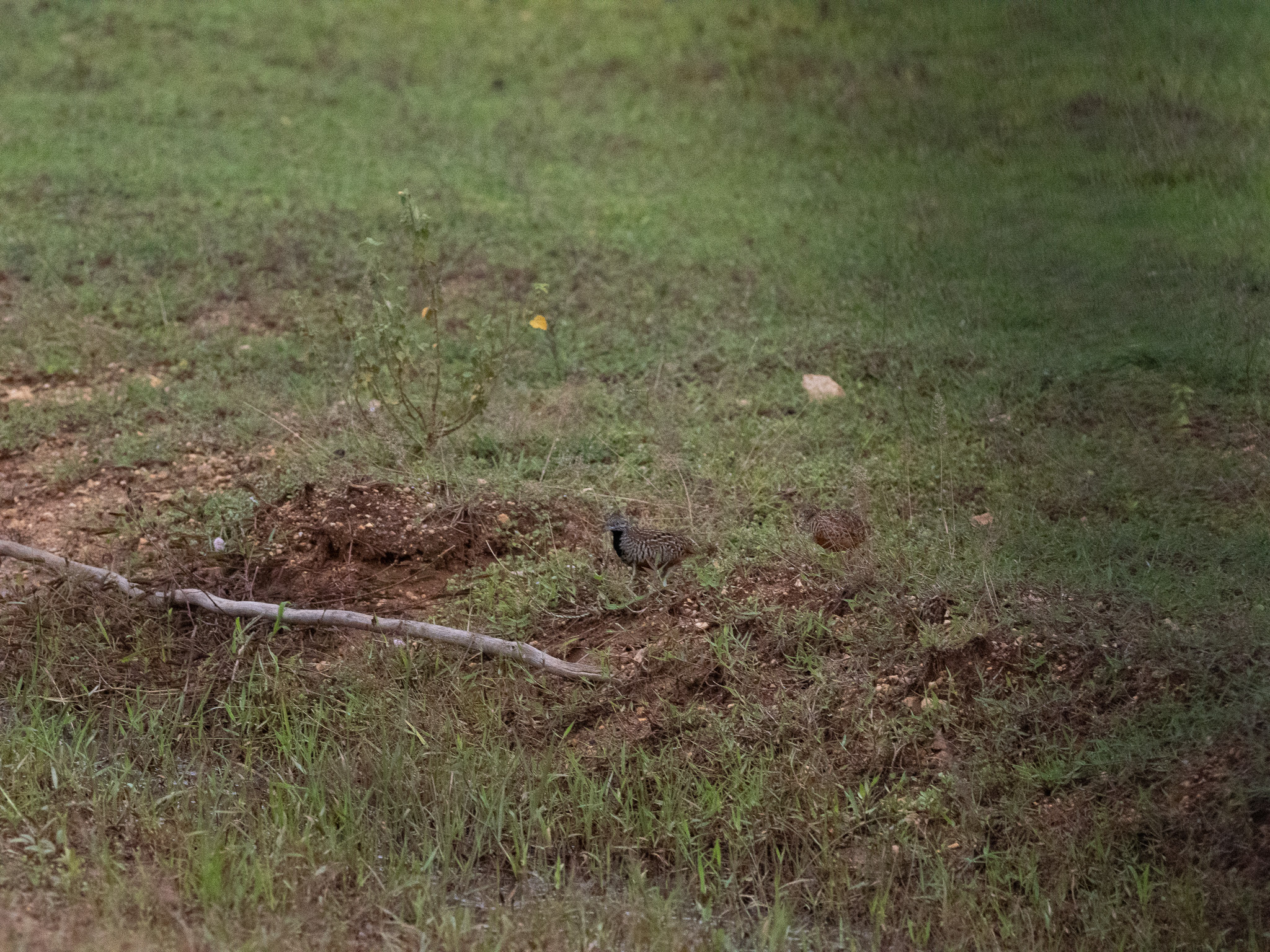 Barred Buttonquail (Turnix suscitator), photo 4