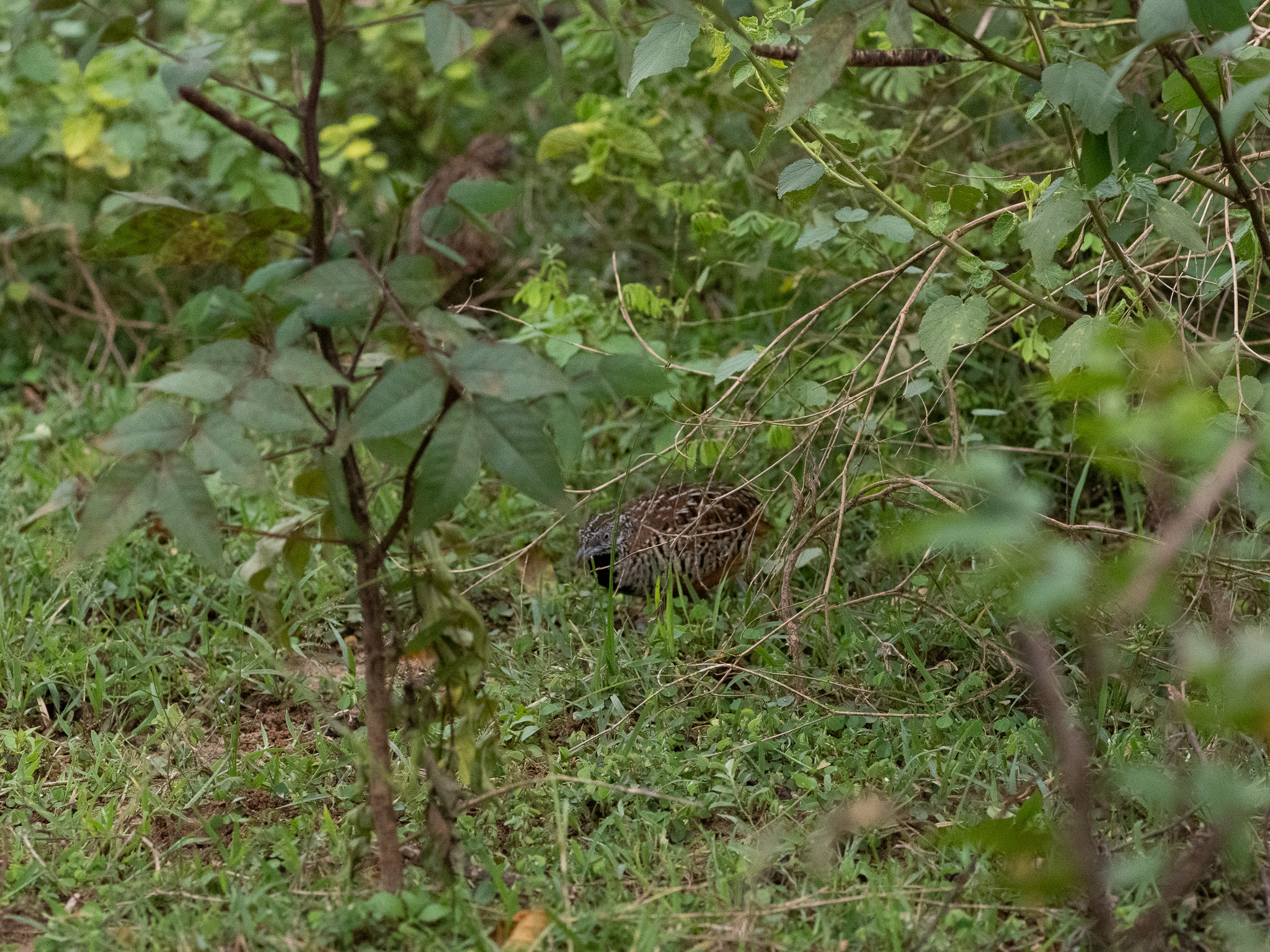 Barred Buttonquail (Turnix suscitator), photo 5