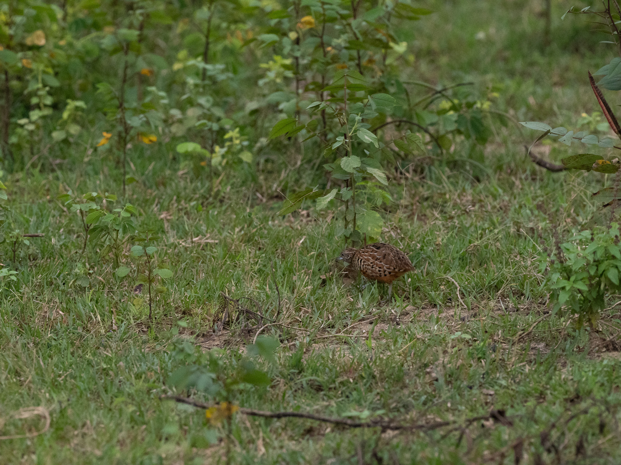Barred Buttonquail (Turnix suscitator), photo 6