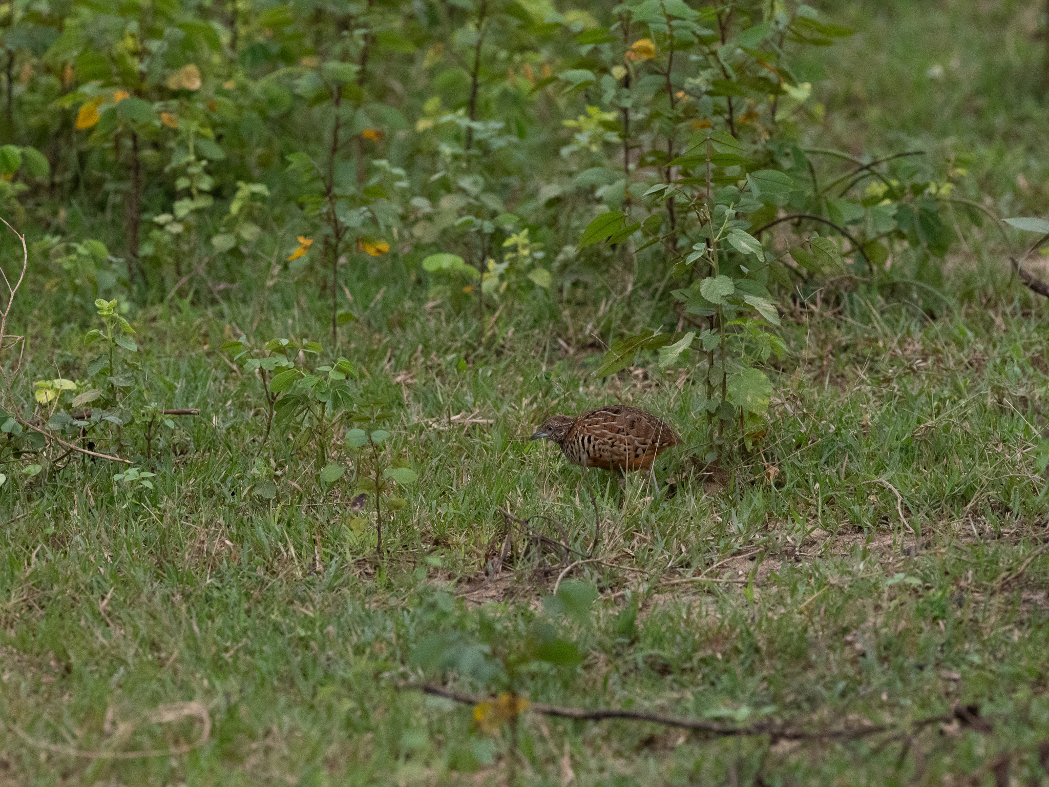 Barred Buttonquail (Turnix suscitator), photo 7