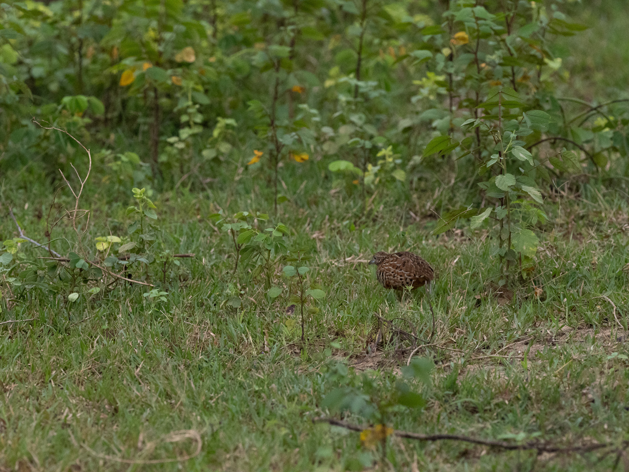 Barred Buttonquail (Turnix suscitator), photo 8