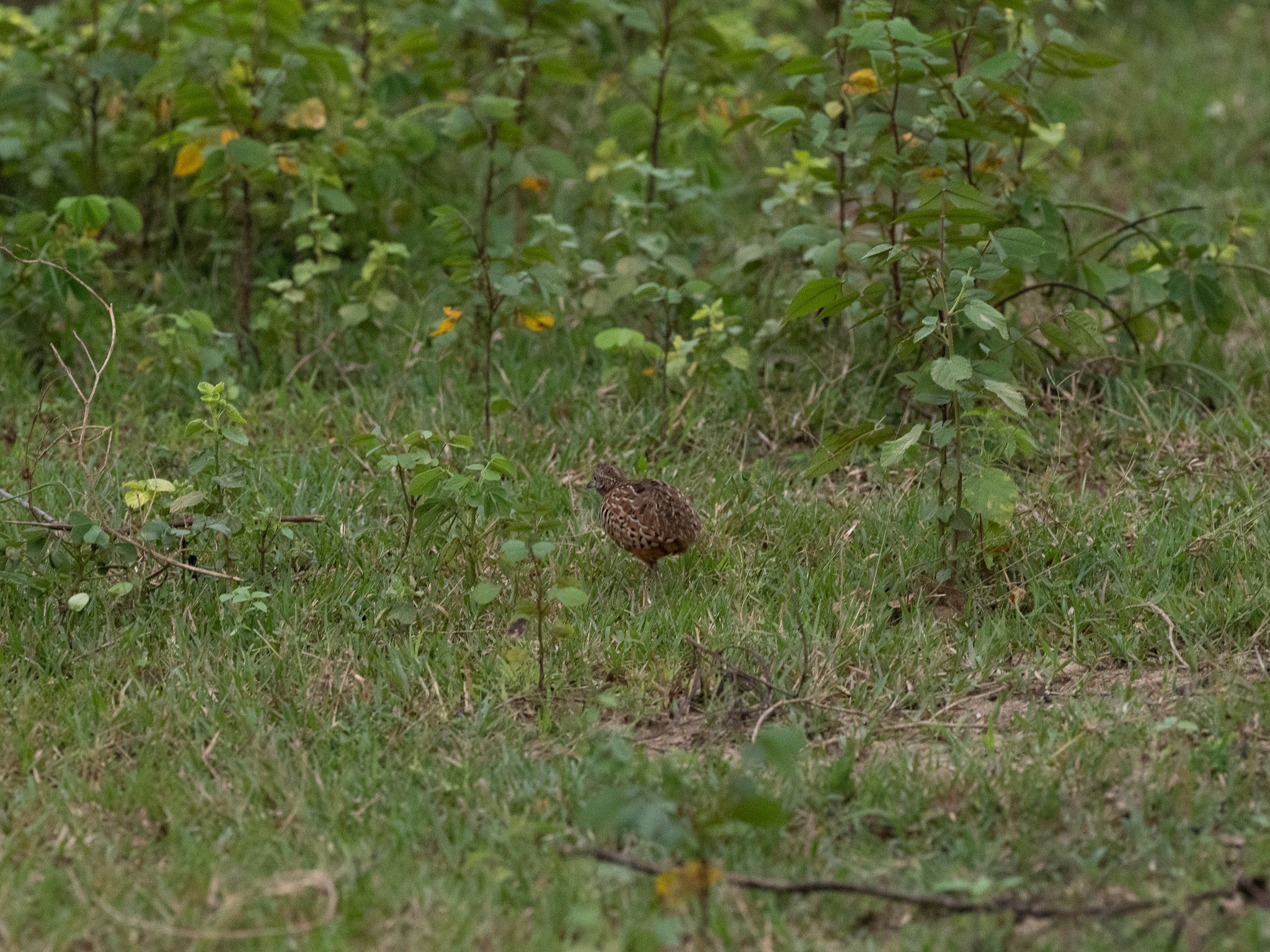 Barred Buttonquail (Turnix suscitator), photo 9