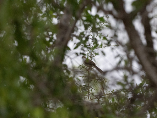 Yellow-eyed Babbler (Chrysomma sinense), photo 4