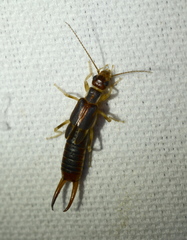 Labidura riparia