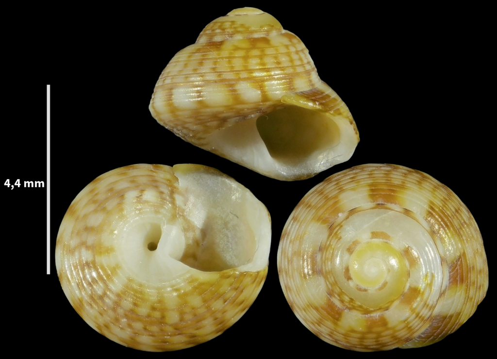 Steromphala racketti