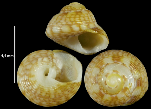 Steromphala racketti