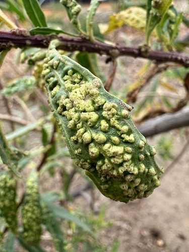 Mule Fat Blister Mite